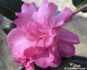 Camellia sasanqua 'Sparkling Burgundy' at Camellia Forest Nursery