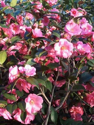 Camellia x 'Spring Awakening'