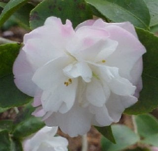 Camellia 'Spring Mist'