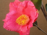Camellia japonica 'Spring's Promise' at Camellia Forest Nursery
