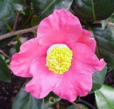 Camellia japonica 'Spring's Promise' at Camellia Forest Nursery