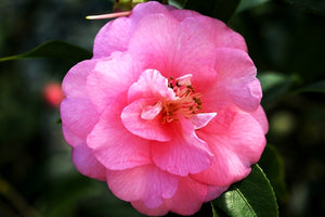 Camellia x 'Spring Festival'