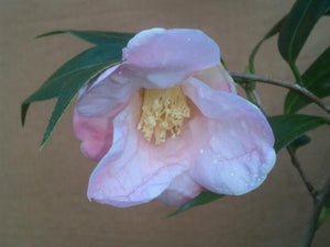Camellia japonica 'Spring Song' at Camellia Forest Nursery
