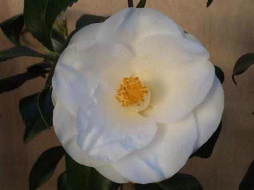 Camellia japonica 'Squadron Leader Astin' at Camellia Forest Nursery