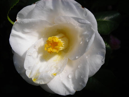 Camellia japonica 'Squadron Leader Astin' at Camellia Forest Nursery