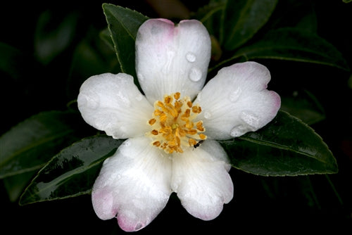 Camellia sasanqua 'Starry Pillar' at Camellia Forest Nursery