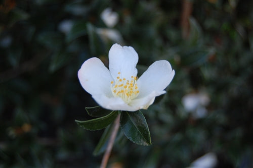 Camellia sasanqua 'Starry Pillar' at Camellia Forest Nursery