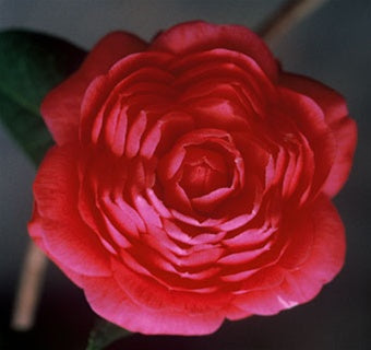 Camellia japonica 'Stellar Sunrise' at Camellia Forest Nursery