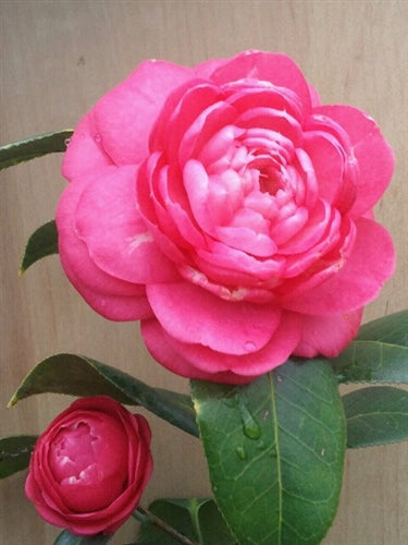 Camellia japonica 'Stellar Sunrise' at Camellia Forest Nursery