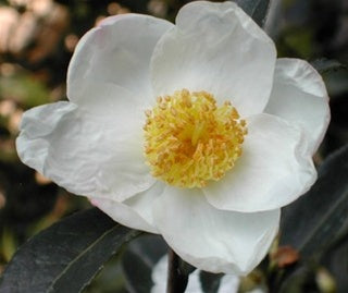 Camellia x 'Survivor'