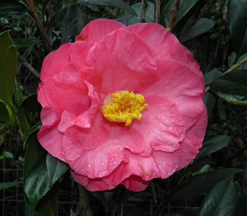 Camellia japonica 'Sweetie Pie Pink' at Camellia Forest Nursery