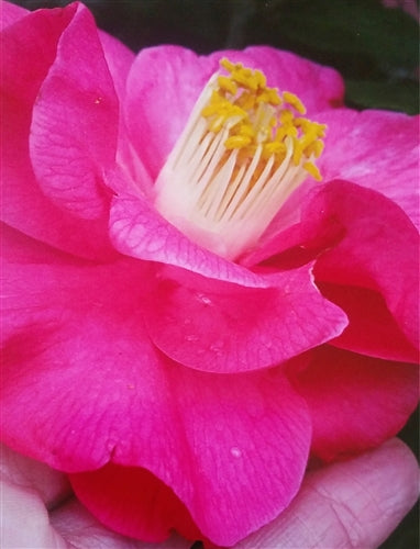 Camellia japonica 'Sweetie Pie Pink' at Camellia Forest Nursery