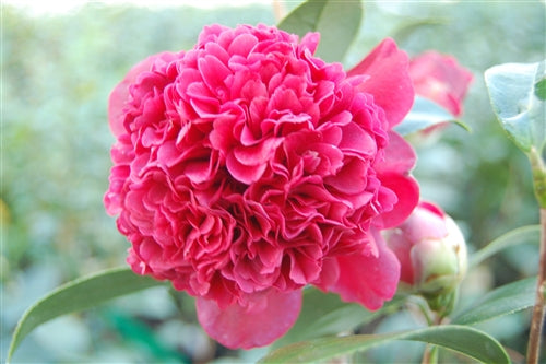 Camellia japonica 'Takanini' at Camellia Forest Nursery