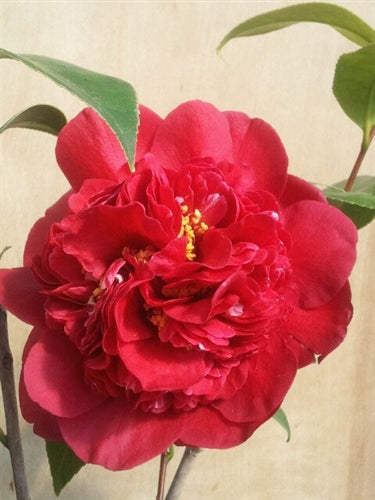 Camellia japonica 'Takanini' at Camellia Forest Nursery