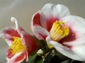 Camellia japonica 'Tama Bell' at Camellia Forest Nursery