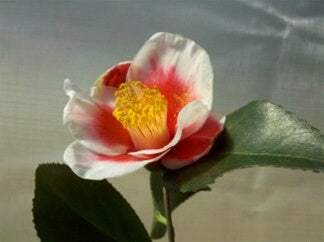 Camellia japonica 'Tama Bell' at Camellia Forest Nursery