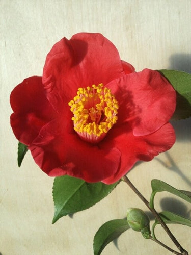 Camellia japonica 'Tama Electra' at Camellia Forest Nursery