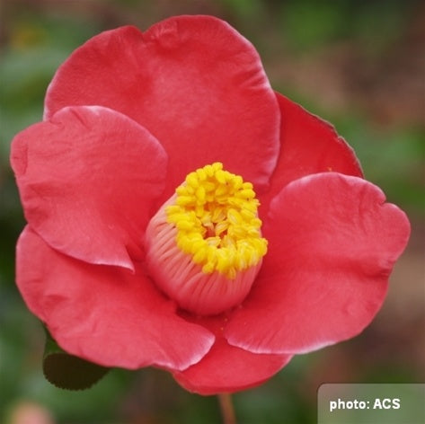 Camellia japonica 'Tama Electra' at Camellia Forest Nursery