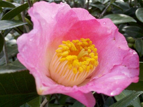 Camellia japonica 'Tama-ikari' at Camellia Forest Nursery