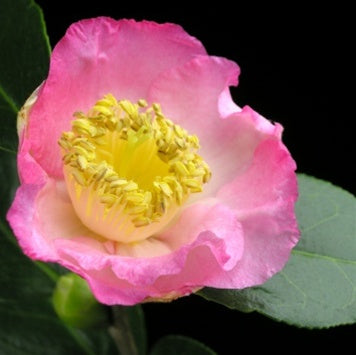 Camellia japonica 'Tama-ikari' at Camellia Forest Nursery