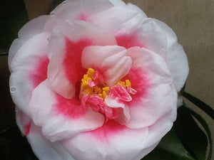 Camellia japonica 'Tama Americana' at Camellia Forest Nursery