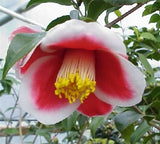 Camellia japonica 'Tama-no-ura' at Camellia Forest Nursery