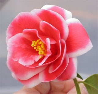 Camellia japonica 'Tama Peacock' at Camellia Forest Nursery