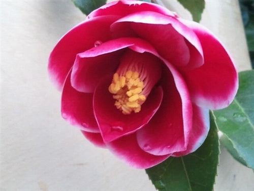 Camellia japonica 'Tama Peacock' at Camellia Forest Nursery