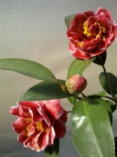 Camellia japonica 'Tama Vino' at Camellia Forest Nursery