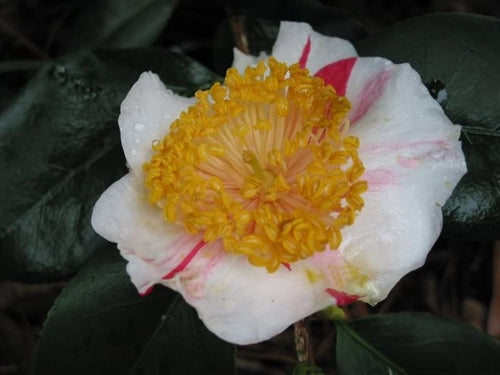 Camellia japonica 'Tancho' at Camellia Forest Nursery