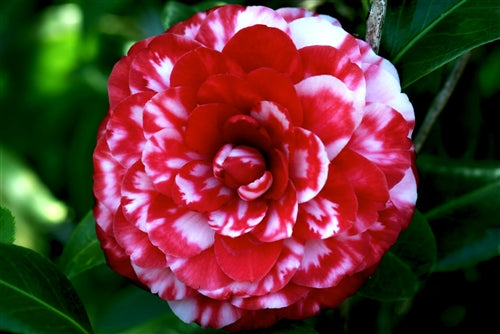 Camellia japonica 'Tudor Baby Var.' at Camellia Forest Nursery