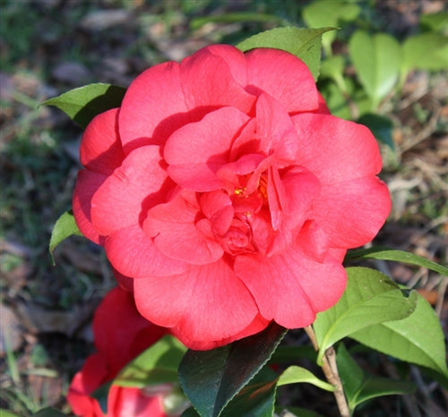 Camellia japonica 'Tom Hatley' at Camellia Forest Nursery