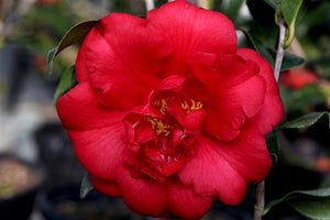 Camellia japonica 'Tom Hatley' at Camellia Forest Nursery