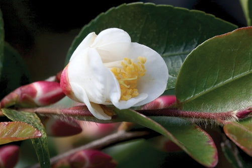 Camellia transarisanensis at Camellia Forest Nursery