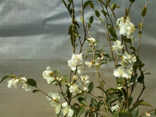 Camellia transnokoensis at Camellia Forest Nursery