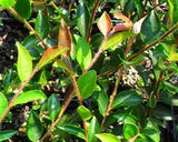 Camellia transnokoensis at Camellia Forest Nursery