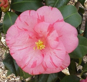Camellia japonica 'Tricolor Pink' at Camellia Forest Nursery