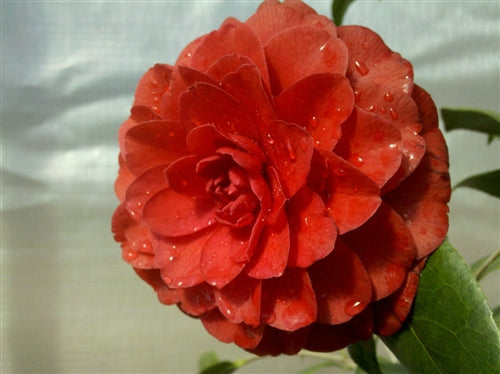 Camellia japonica 'Tudor Baby' at Camellia Forest Nursery