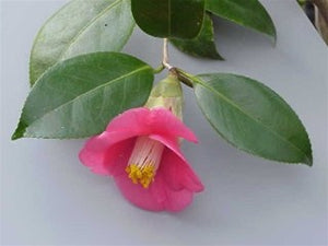 Camellia japonica 'Unryu-tsubaki' at Camellia Forest Nursery