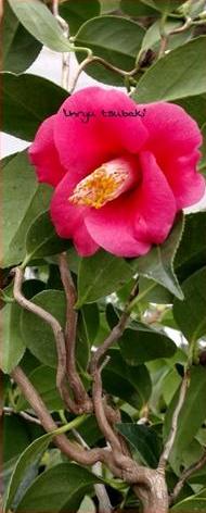 Camellia japonica 'Unryu-tsubaki' at Camellia Forest Nursery