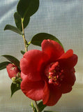 Camellia japonica 'Valerie' at Camellia Forest Nursery