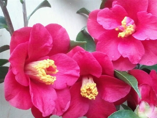 Camellia japonica 'Valerie' at Camellia Forest Nursery