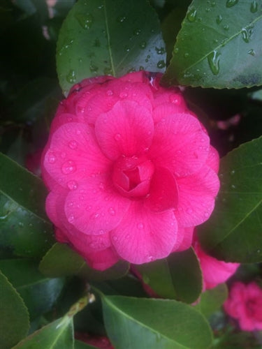 Camellia japonica 'Vaughn's Seedling' at Camellia Forest Nursery