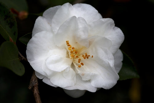 Camellia 'Vernal Breeze'