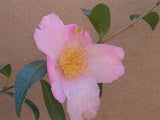 Camellia sasanqua 'Weeping' at Camellia Forest Nursery