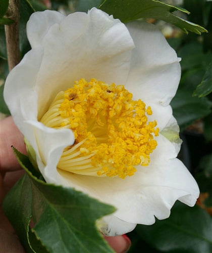 Camellia japonica 'White Fishtail' at Camellia Forest Nursery