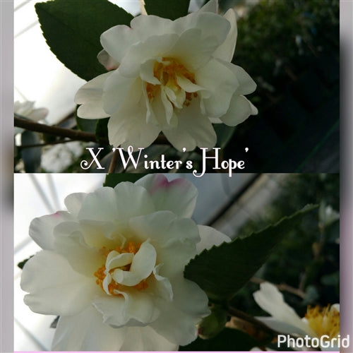 Camellia x 'Winter's Hope'