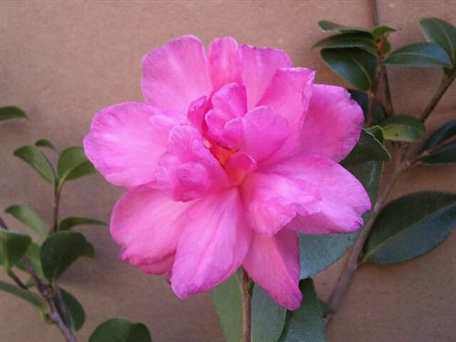 Camellia sasanqua 'William Lanier Hunt' at Camellia Forest Nursery