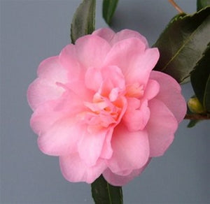 Camellia x 'Winter's Interlude'