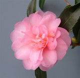 Camellia x 'Winter's Interlude'